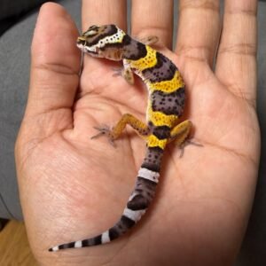 IMG_4794 jual gecko tangerine black night cross het bell jantan
