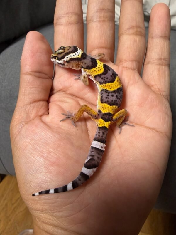 IMG_4794 jual gecko tangerine black night cross het bell jantan