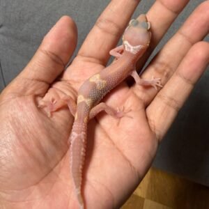 IMG_4797 jual gecko snow chocolate minus murah