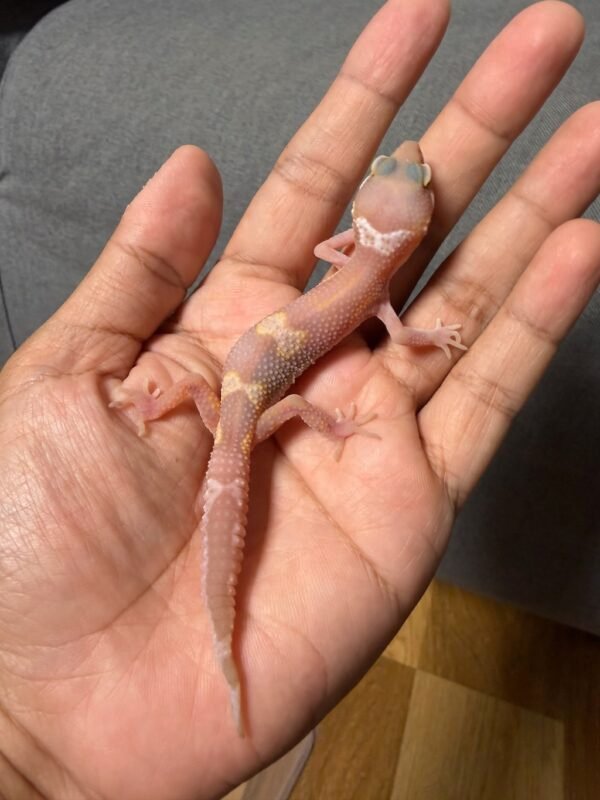 IMG_4797 jual gecko snow chocolate minus murah