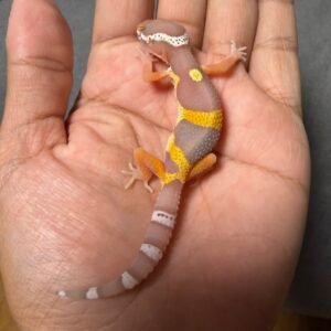 IMG_4800 jual gecko bell albino black night cross incub jantan baby