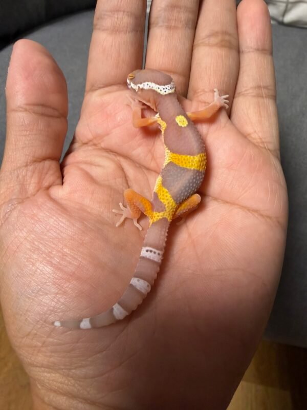 IMG_4800 jual gecko bell albino black night cross incub jantan baby