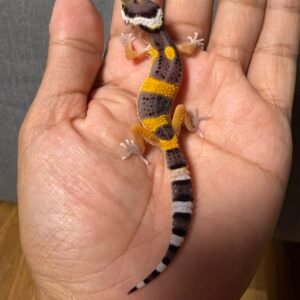 IMG_4802 jual gecko tangerine fire line het tremper incub jantan baby