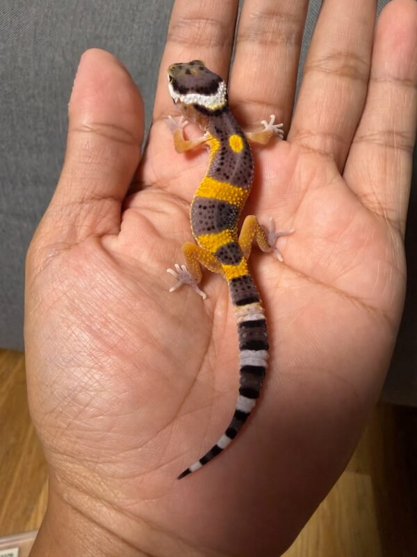 IMG_4802 jual gecko tangerine fire line het tremper incub jantan baby