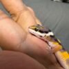 IMG_4803 Tangerine Fire Line het Tremper - incub Jantan - R262279