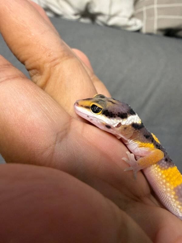 IMG_4803 Tangerine Fire Line het Tremper - incub Jantan - R262279