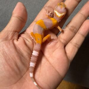 IMG_4808 jual gecko tremper lavender incub jantan baby