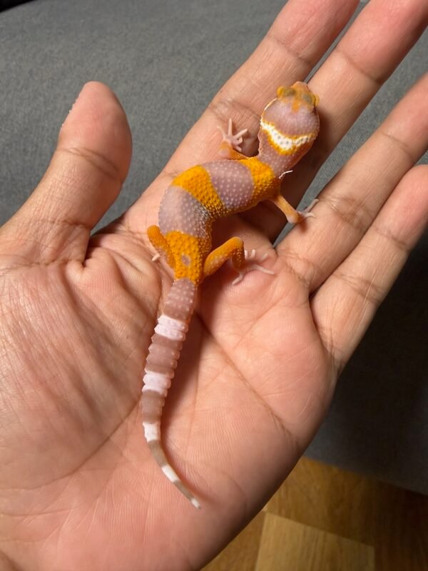 IMG_4808 jual gecko tremper lavender incub jantan baby