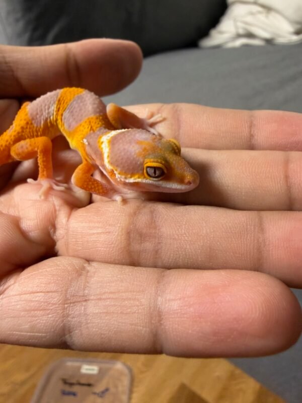 IMG_4809 Tremper Lavender - incub Jantan - R262090