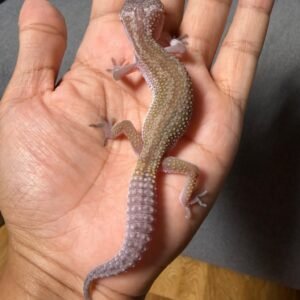 IMG_4811 jual gecko black night cotton jantan baby