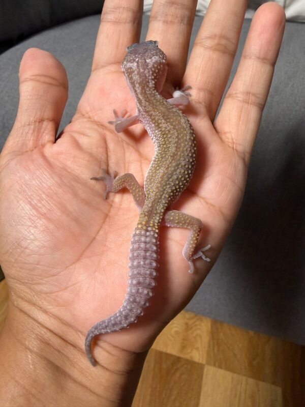IMG_4811 jual gecko black night cotton jantan baby