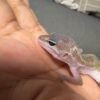 IMG_4812 Black Night Cotton ph Tremper - Jantan - R261423 - RARE