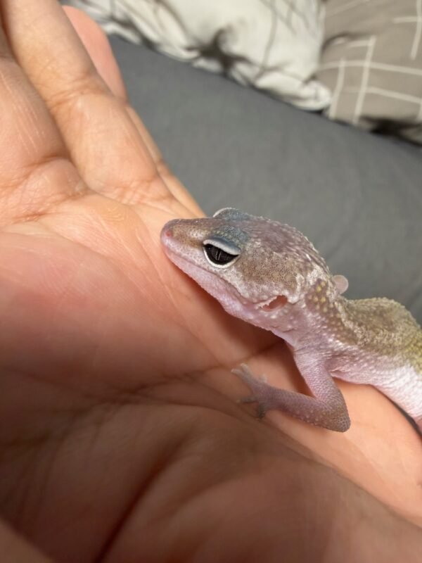 IMG_4812 Black Night Cotton ph Tremper - Jantan - R261423 - RARE