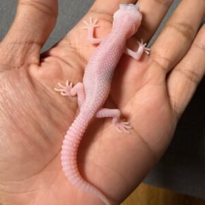 IMG_4821 jual gecko white & yellow super snow tremper incub jantan baby