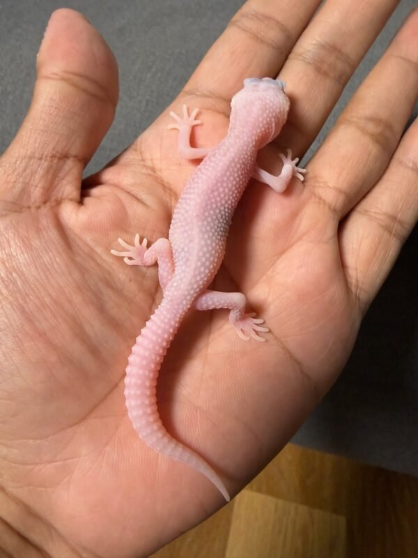 IMG_4821 jual gecko white & yellow super snow tremper incub jantan baby