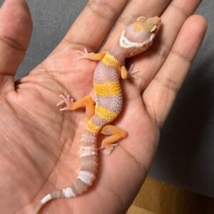IMG_4825 jual gecko tremper lavender jantan baby