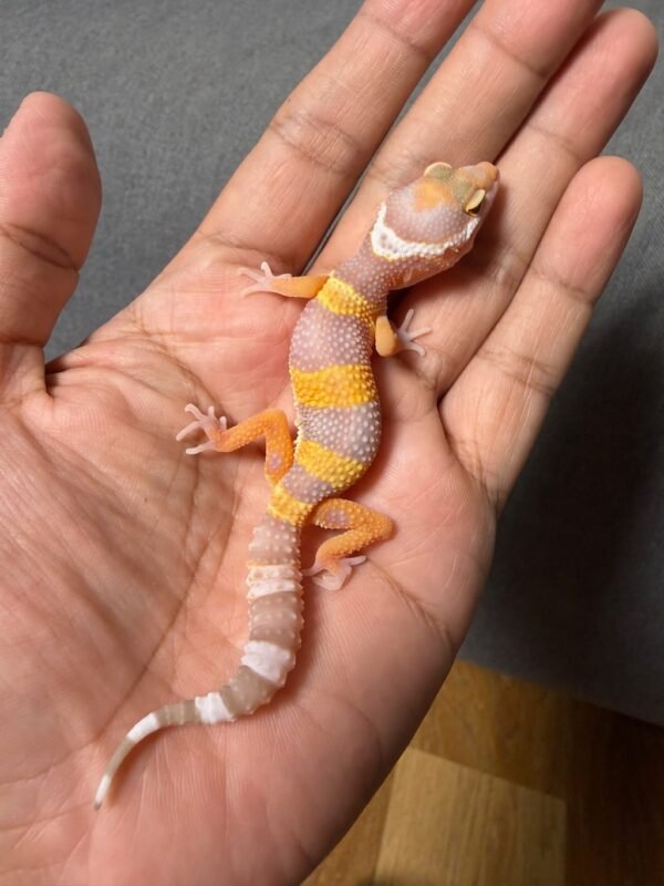 IMG_4825 jual gecko tremper lavender jantan baby