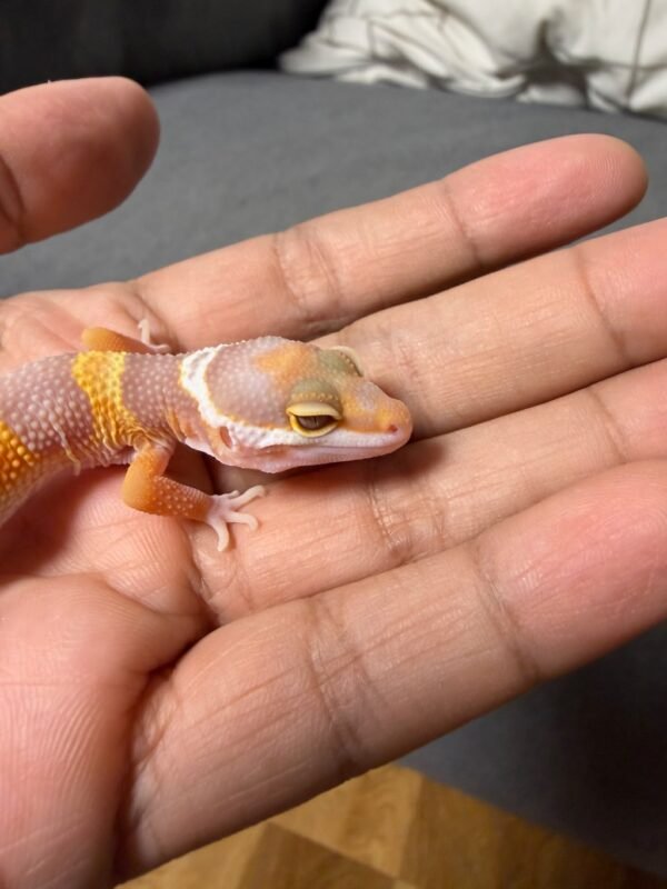 IMG_4826 Tremper Lavender - Jantan - R261989