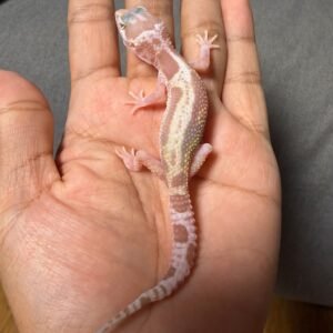 IMG_4833 jual gecko phantom stripe het ember jantan rare