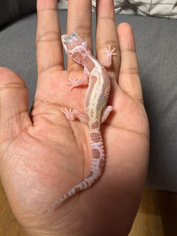IMG_4833 jual gecko phantom stripe het ember jantan rare