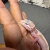 IMG_4834 Phantom Stripe het Ember - Jantan - R262088 - RARE