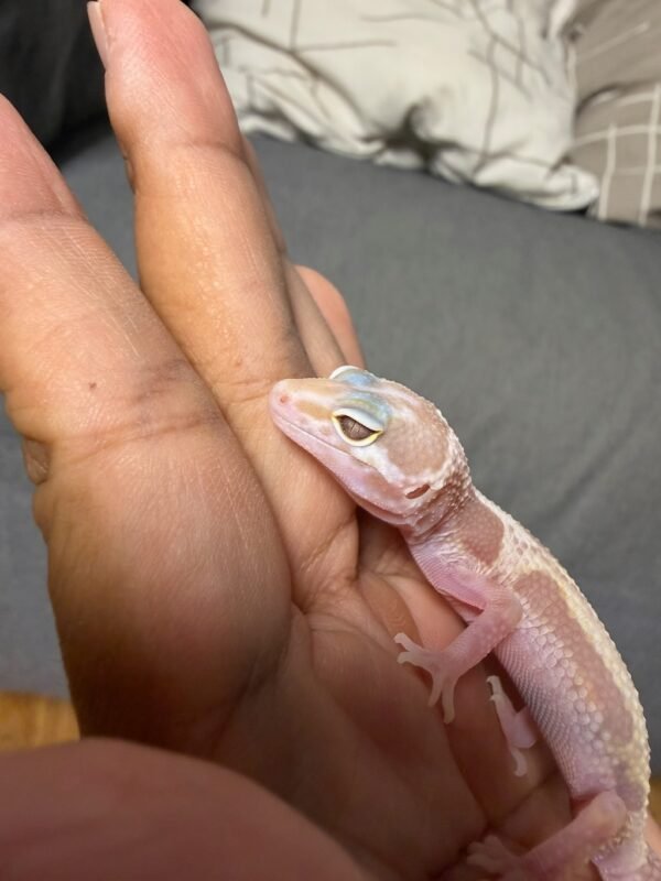 IMG_4834 Phantom Stripe het Ember - Jantan - R262088 - RARE