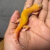 IMG_4843 jual gecko raptor ct jantan baby