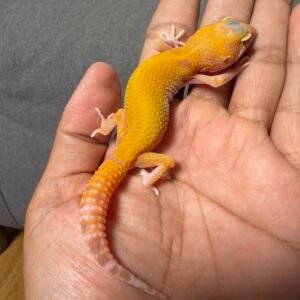 IMG_4843 jual gecko raptor ct jantan baby