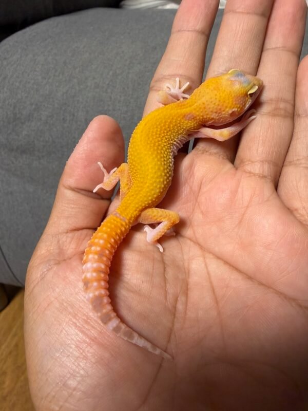 IMG_4843 jual gecko raptor ct jantan baby