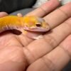 IMG_4844 mata gecko raptor ct jantan