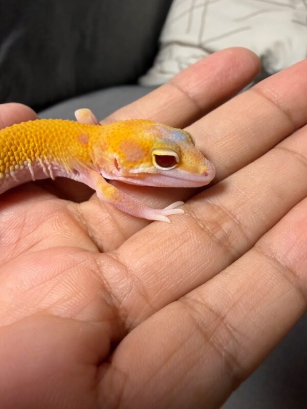 IMG_4844 mata gecko raptor ct jantan
