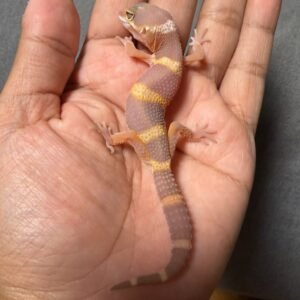 IMG_4846 jual gecko tangerine chocolate ct incub jantan baby