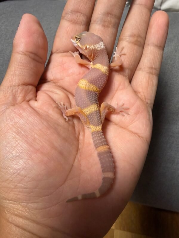 jual gecko tangerine chocolate ct incub jantan baby