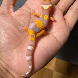 IMG_4850 jual gecko tremper emerine incub jantan baby