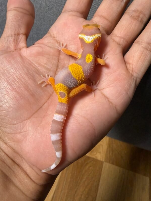 IMG_4850 jual gecko tremper emerine incub jantan baby