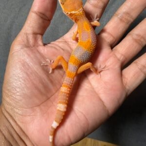 IMG_4886 jual gecko sunglow tomato betina baby
