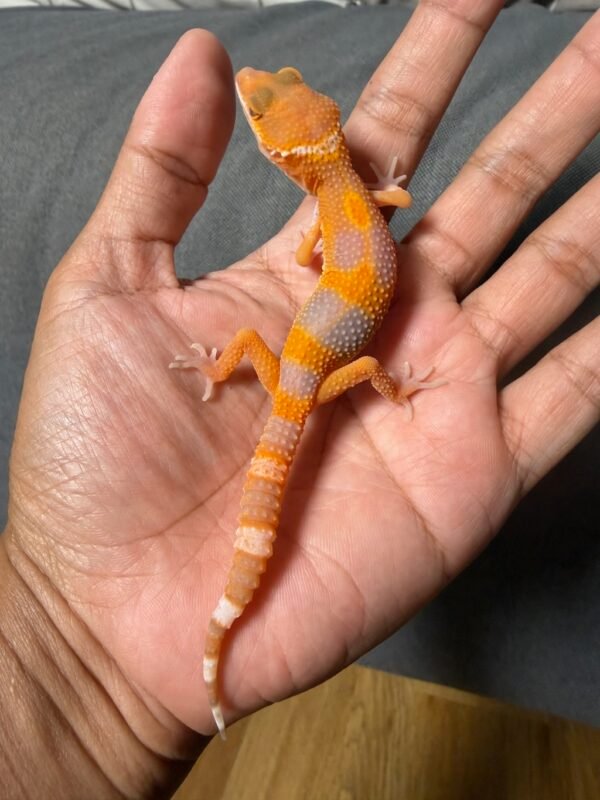 IMG_4886 jual gecko sunglow tomato betina baby