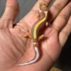 IMG_4889 jual gecko tremper bold stripe incub betina baby