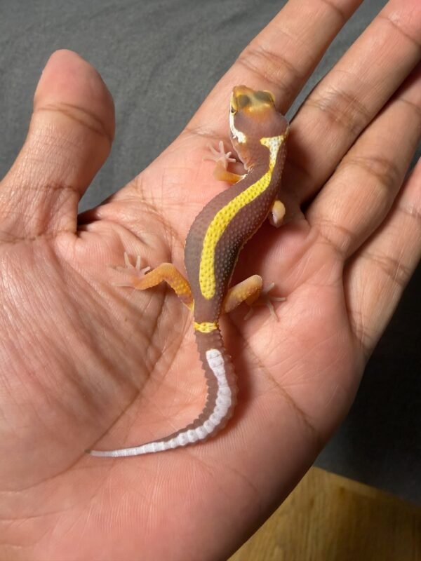 IMG_4889 jual gecko tremper bold stripe incub betina baby