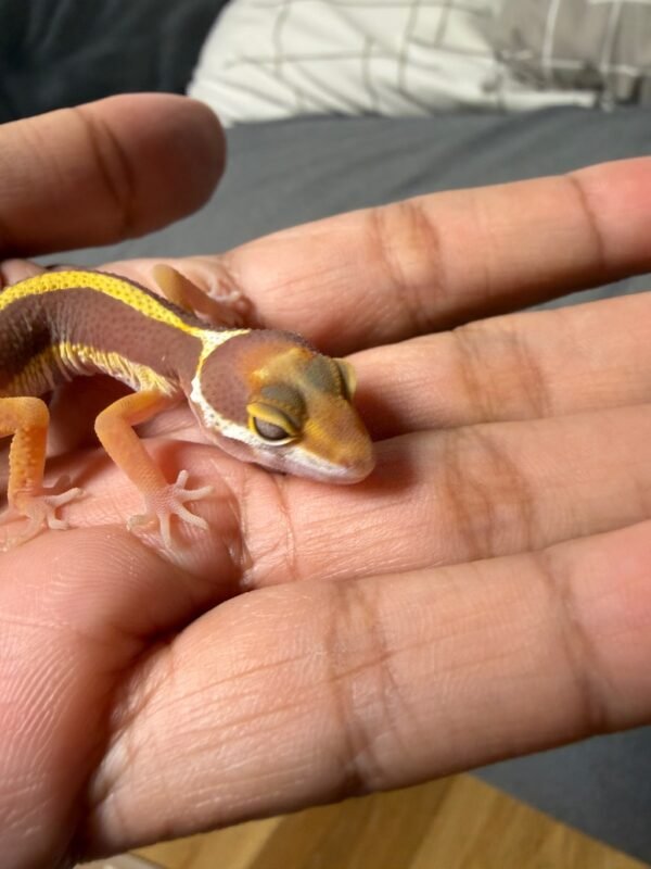 IMG_4890 Tremper Bold Stripe - incub Betina - R262068