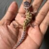 IMG_4898 jual gecko black night murphy's patternless incub jantan baby