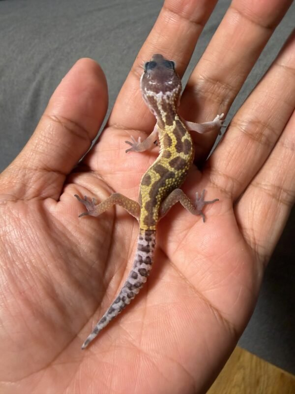 IMG_4898 jual gecko black night murphy's patternless incub jantan baby