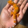 IMG_4904 jual gecko hypo fire repjak line het tremper jantan contest quality