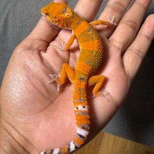 IMG_4904 jual gecko hypo fire repjak line het tremper jantan contest quality