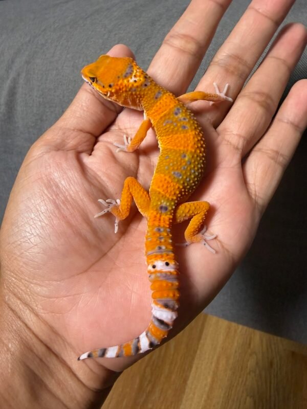 IMG_4904 jual gecko hypo fire repjak line het tremper jantan contest quality