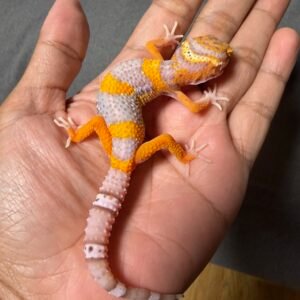 IMG_4910 jual gecko bell lavender jantan juvenile remaja