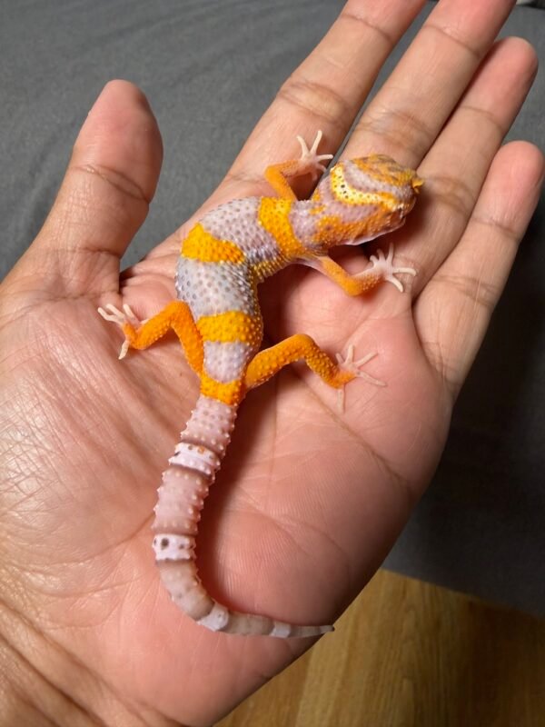 IMG_4910 jual gecko bell lavender jantan juvenile remaja