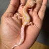 IMG_4914 jual gecko bell lavender jungle betina bahan kontes