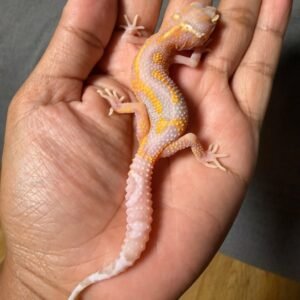 IMG_4914 jual gecko bell lavender jungle betina bahan kontes