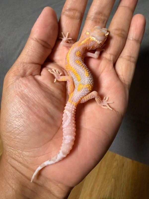IMG_4914 jual gecko bell lavender jungle betina bahan kontes